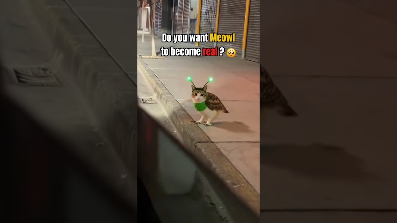 Who need meowl?! 🥹🥰 