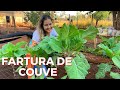 PLANTANDO COUVE DO JEITO MAIS SIMPLES, COMO TER COUVE EM ABUNDÂNCIA? FRAN ADORNO