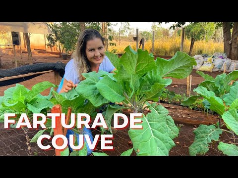 Vídeo: Cresça plantas de couve em seu jardim