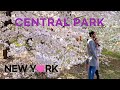[4K]🇺🇸NYC 2021 Spring Walk /Central Park. Full Cherry Blossoms (Apr. 10 2021)🌸🌹