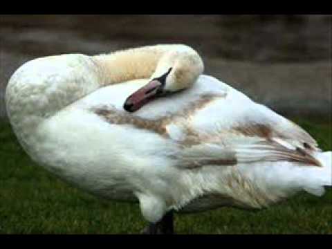 Watch Los Cisnes Garzon y Collazos on YouTube