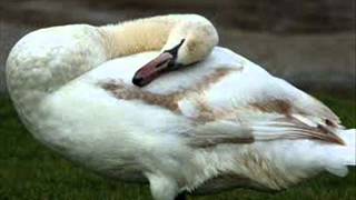 Los Cisnes Garzon y Collazos chords