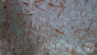 Krill Swarms In 3D