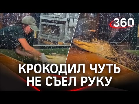 Видео: крокодил вгрызся в женщину и затащил в вольер - спасали посетители