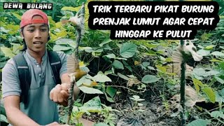 cara pikat burung prenjak lumut /prenjak bawah