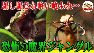 【まさに蠱毒】グンタイアリから猛毒ガエル、最凶毒ヘビ、緑の魔界コスタリカで繰り広げられる弱肉強食の世界とは？【どうぶつ奇想天外／WAKUWAKU】