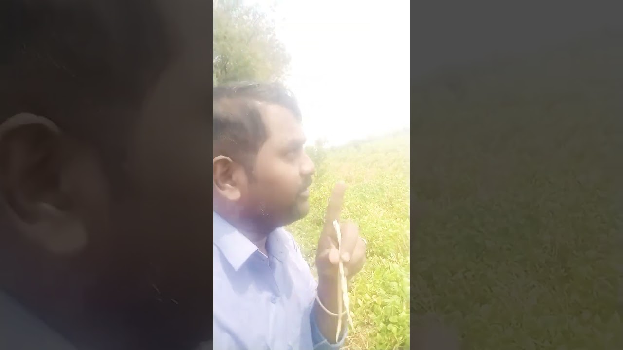 అలసందల దొంగతనమ్