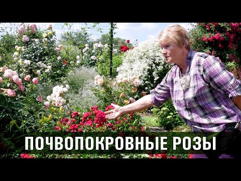 Видео: Информация о почвопокровных розах - узнайте о выращивании почвопокровных роз