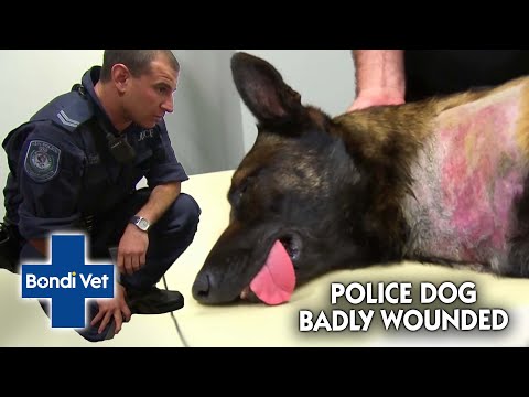 Wideo: Pet Scoop: 19 manatów uratowanych ze sztormu, pożegnanie dla chorej policji K9