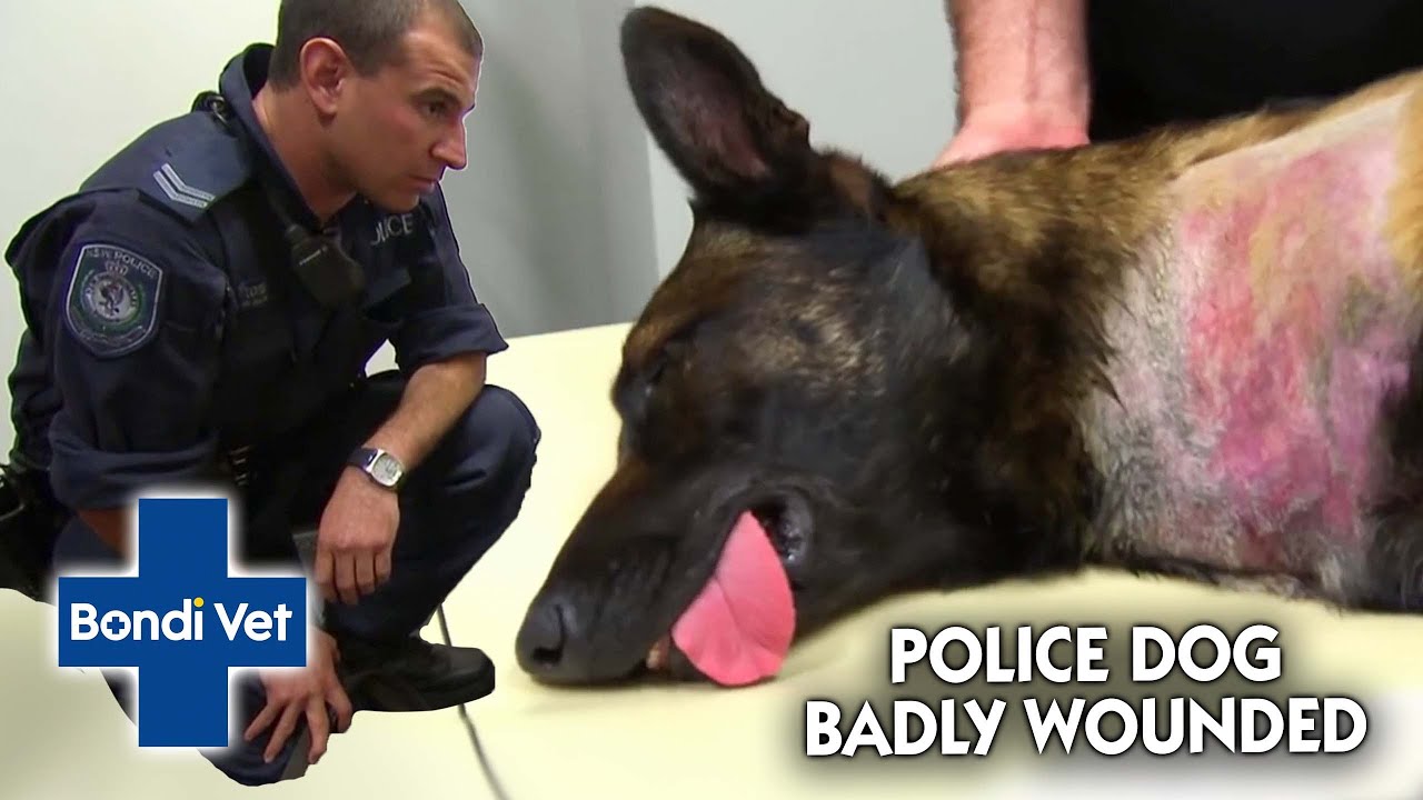 Vet Finds TERRIFYING WOUND on Police Dog! Bondi Vet YouTube