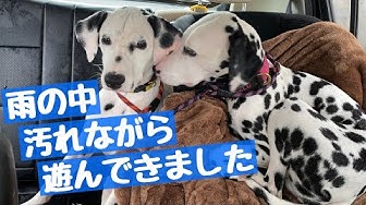 ダルメシアン子犬 Youtube ダルメシアン子犬 Youtube