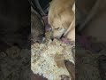 cute dog #cute #dog#doglover #puppy #labrador #shortvideo ##cute teddy bear pic