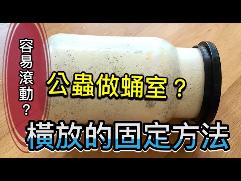 #公蟲做蛹室但菌瓶太窄怎麼辦？😨 小貼士分享😂😂  #甲蟲説