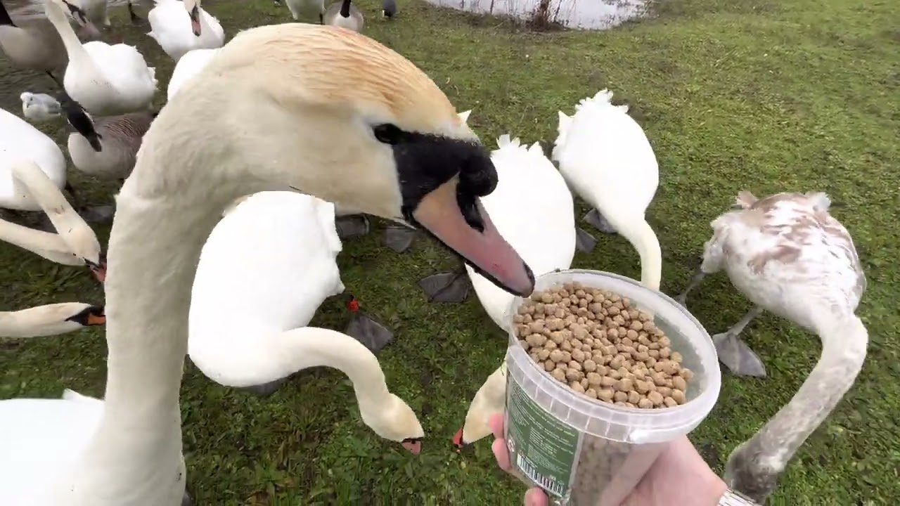 Will Dinosaurs Eat This?