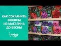 Как сохранить флоксы из магазина до весны