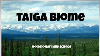 Download Taiga Biome Facts Video MP3 Taiga Biome Facts