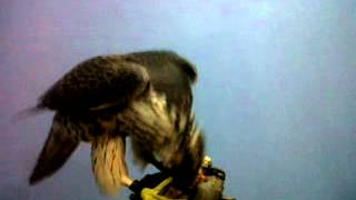 Tundrius Comiendo En Puño Desvele
