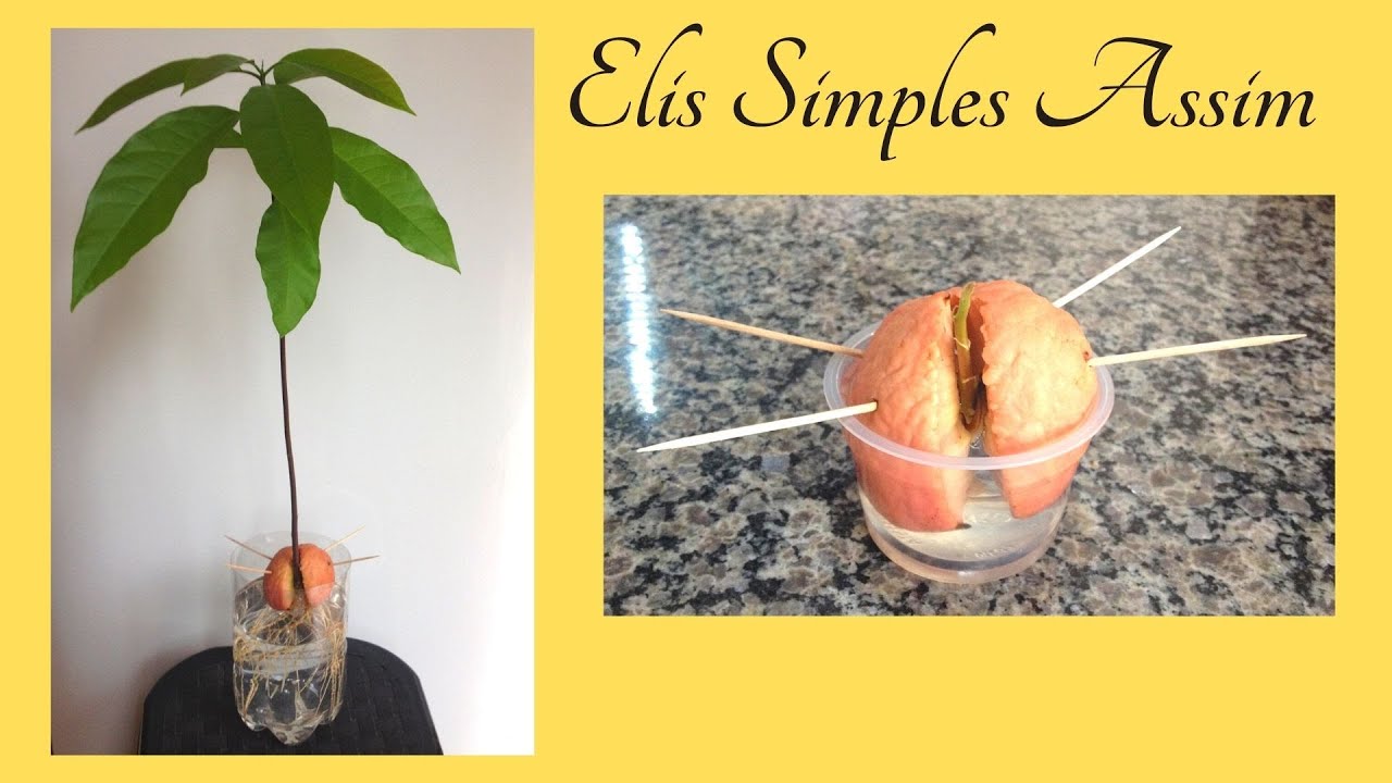 COMO FAZER MUDA DE ABACATEIRO COM A SEMENTE E COMO PLANTAR EM VASO