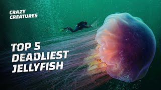 The Top 5 Deadliest Jellyfish