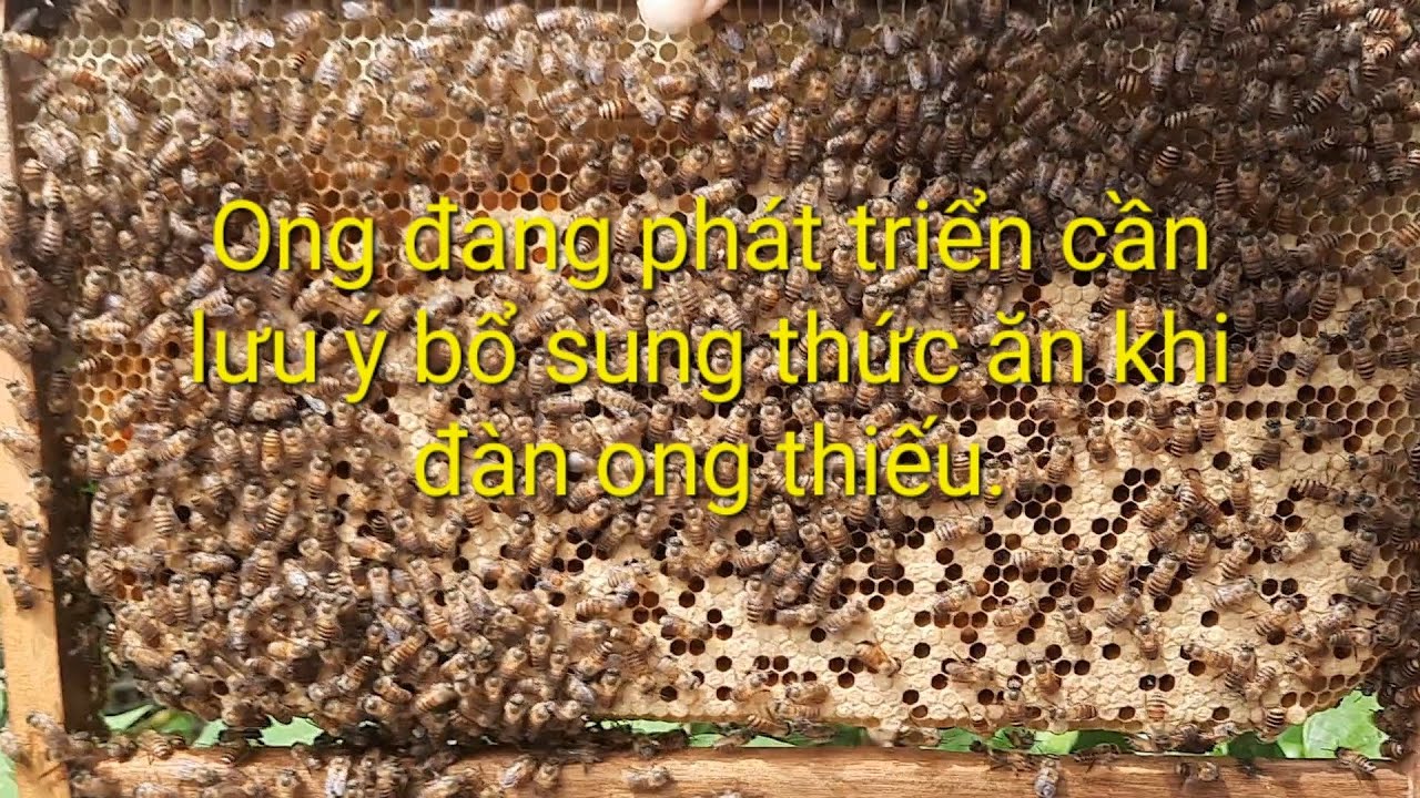 Ong đang phát triển bà con lên lưu ý bổ sung thức ăn cần thiết cho đàn ong.