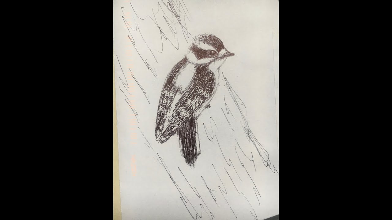 Hairy Woodpecker Drawing