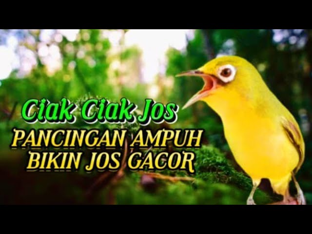 CIAK CIAK JOS KECIAL KUNING PANCINGAN AMPUH BIKIN JOS GACOR class=