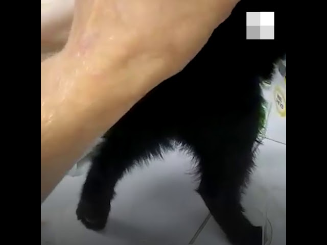 Екатеринбуржец спас котенка, который застрял в окне 8-го этажа