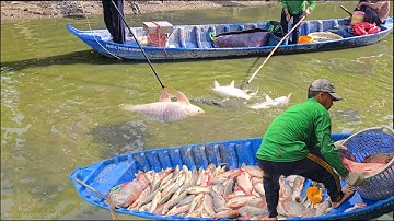 Live | Kích cá lên toàn hàng khủng trong vuông chuối con nào cũng siêu to | fishing fish