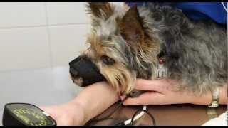 Will you sponsor PDSA Vet, Ian to run the Virgin London Marathon and help save pets in need of vets?