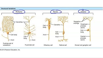 Structural and Functional Classification of Neurons