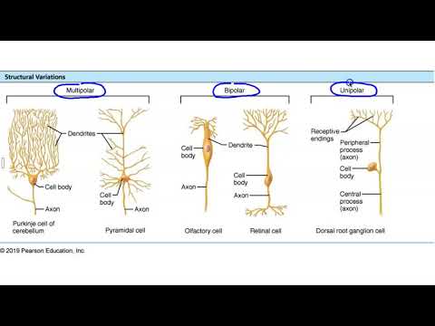 طبقه بندی ساختاری و عملکردی نورون ها