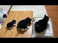 本当の親子に見える猫