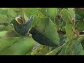 Prairie Yard & Garden: Ask the Arboretum Experts | Magnolia Mold