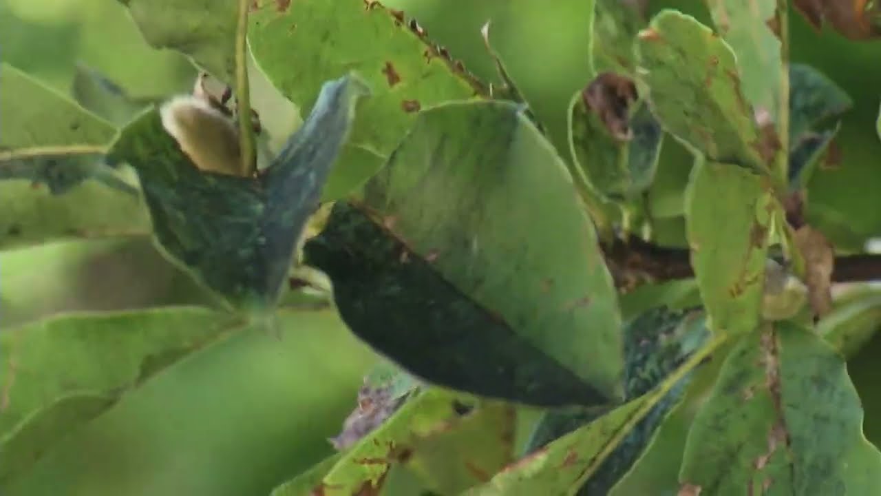 Prairie Yard & Garden: Ask the Arboretum Experts | Magnolia Mold