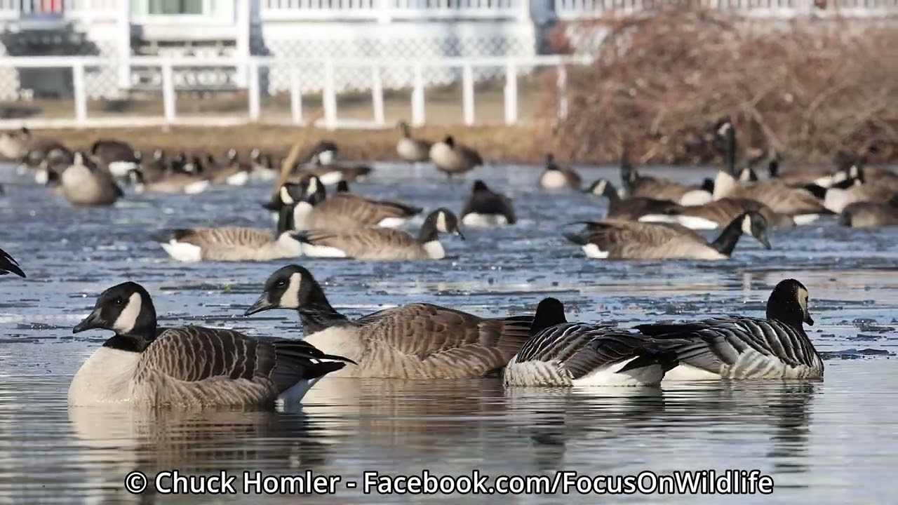 Barnacle Geese - Englishtown, NJ