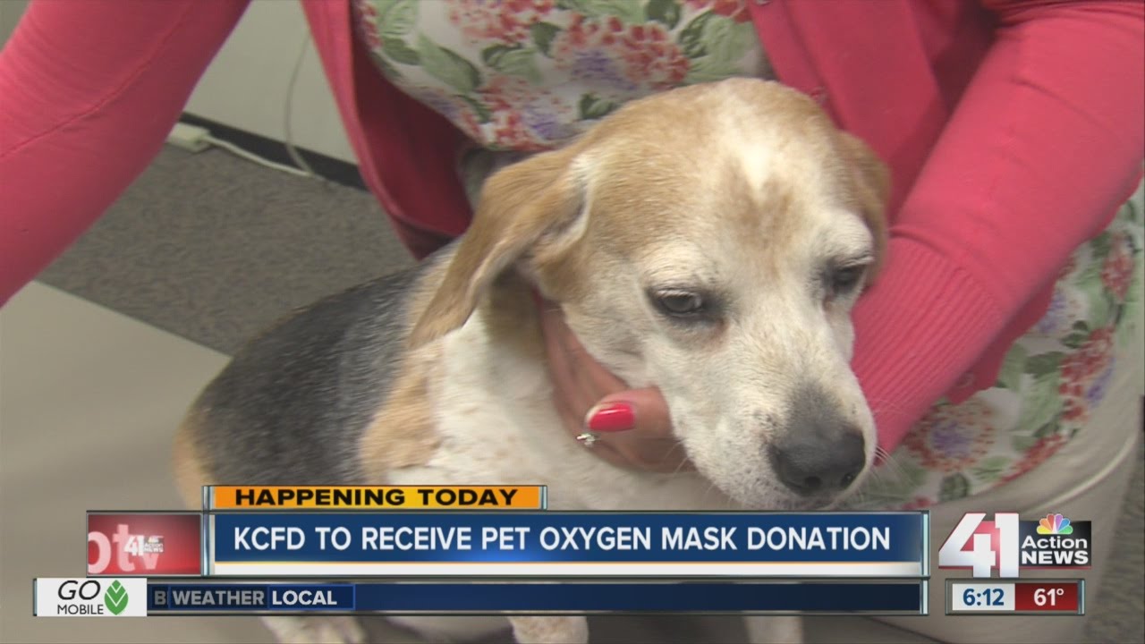 ANIMAL LOVERS: Local Fire Department Gets Pet Oxygen Mask Donation ...
