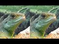 4k Animal VR video (3D)