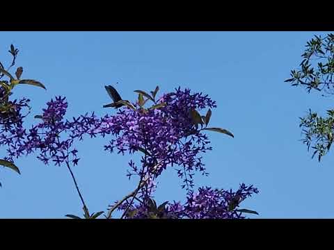 Beija-flor e as flores da Petrea volubilis no jardim.