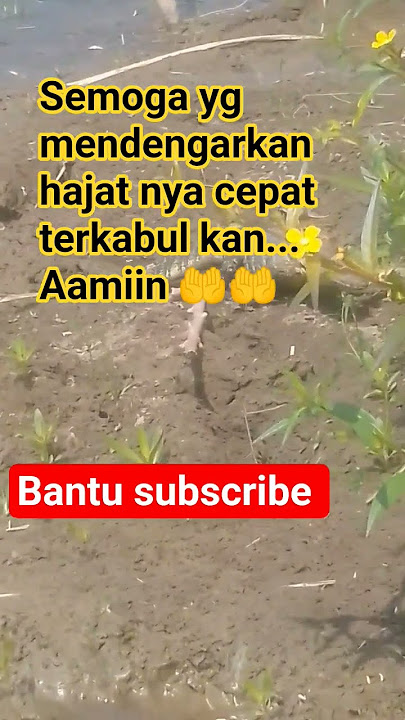 #qoriinternasional #muammarza#alquran #animals #videoshort #flyxo