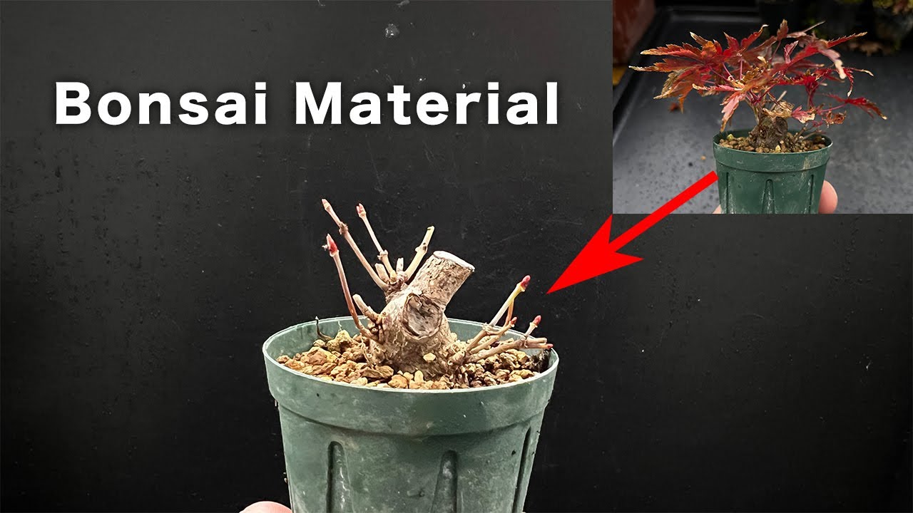 YMJ】こんな太いの挿し木で着きました #盆栽 #bonsai - YouTube