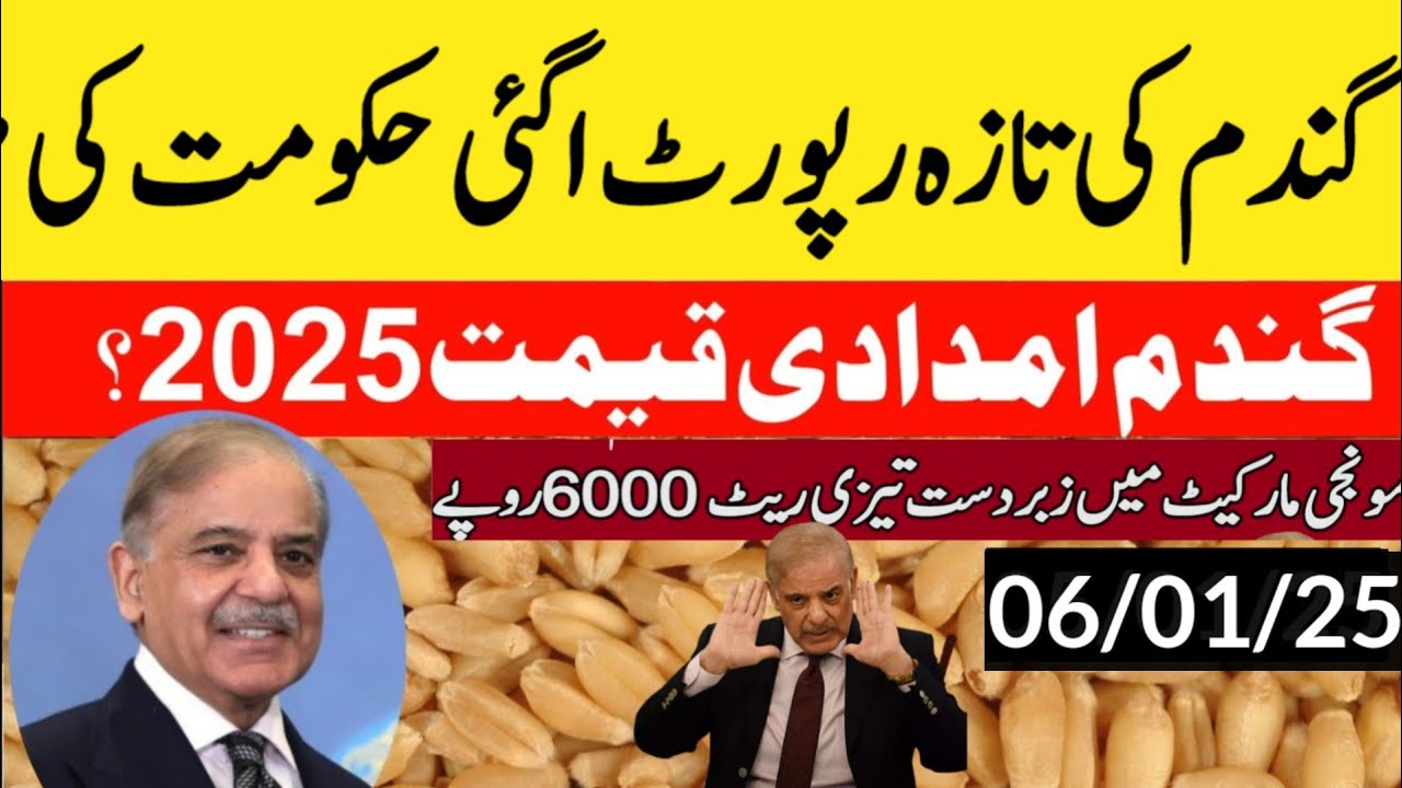 Munji rates 2024 /Gundam rate 2025 /Makki /Wheat Support Price 2025 ...