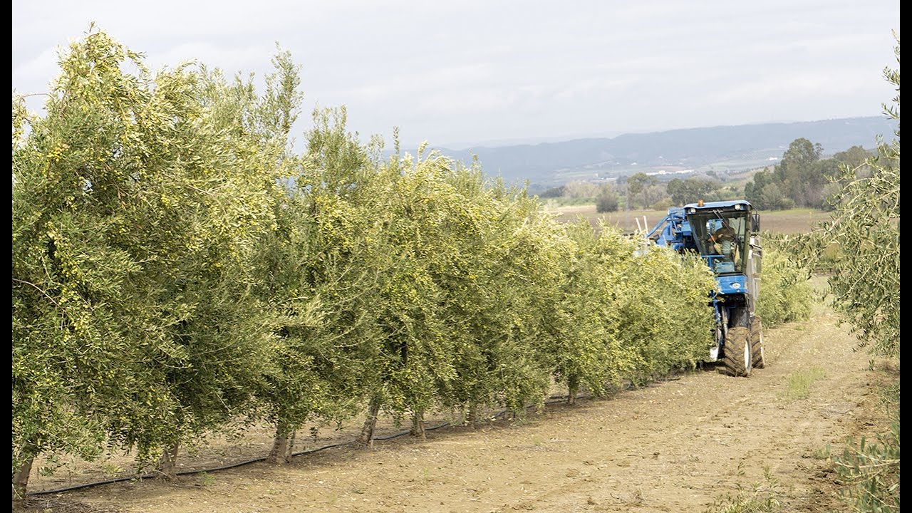 Todolivo I-15P 'Imbatible en productividad'