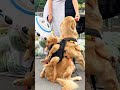 Golden Retriever Go to the Market #shorts #dogs