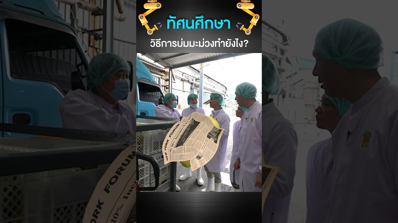 แล้วคุณล่ะ มีวิธีบ่มมะม่วงแบบไหนกันบ้าง? #เสือร้องไห้ #TigerShorts #shorts #วิธีบ่มมะม่วง #มะม่วง