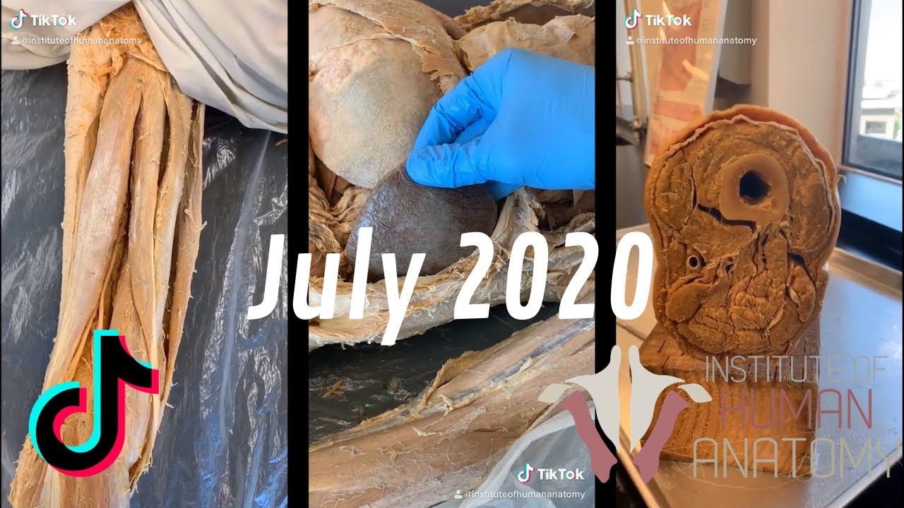 Human Anatomy TikTok Compilation | July 2020 | Institute of Human Anatomy