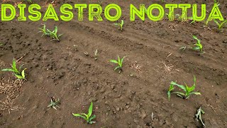 Nottua Danni Ingenti. Motivi E Soluzioni