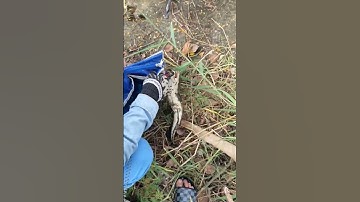 câu cá lóc trên áo rau muống bằng nhái hơi f35 TNT lên Hugo