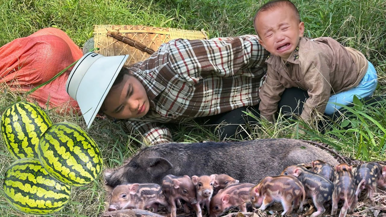 ''Joy Bursts out When Welcoming the Birth of Piglets - Harvesting Watermelons to Sell at Market''.
