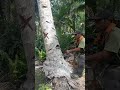 buat renopasi akibat tertimpah pohon mangga kemarin #woodworking #chainsaw
