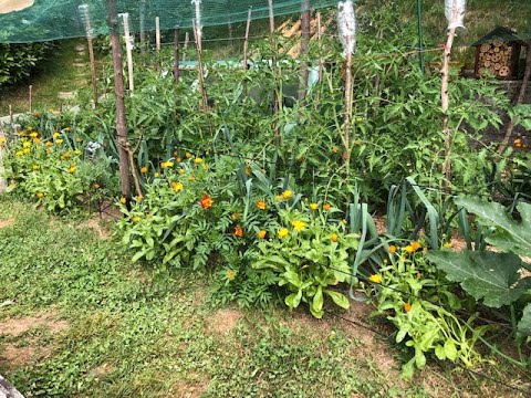 Video: Giardinaggio vegetariano in montagna: coltivare ortaggi ad alta quota